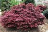 Japán juhar - Acer palmatum "Livy"