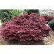 Japán juhar - Acer palmatum "Livy"