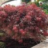 Japán juhar - Acer palmatum "Livy"