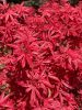Japán juhar - Acer palmatum "Livy"