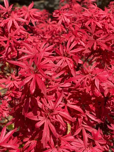 Japán juhar - Acer palmatum "Livy"