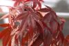 Japán juhar - Acer palmatum "Livy"