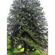 Chilei fenyő - Araucaria araucana K3