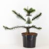 Chilei fenyő - Araucaria araucana K3