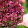 Bugás hortenzia - "Living Pinky Promise" - Hydrangea Paniculata