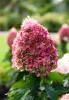 Bugás hortenzia - "Living Pinky Promise" - Hydrangea Paniculata