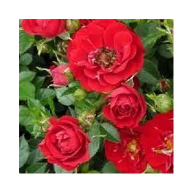Futórózsa - Rosa "Red Queen"