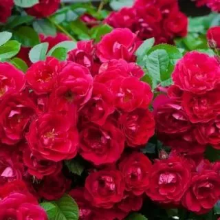 Futórózsa - Rosa "Red Queen"
