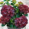 Kerti hortenzia - Hydrangea macrophylla 'RoCo Black Knight'