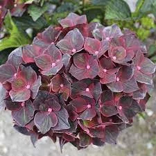 Kerti hortenzia - Hydrangea macrophylla 'Black Knight' K2