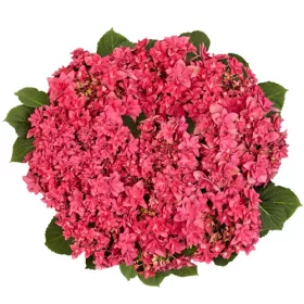   Kerti hortenzia - Hydrangea macrophylla "Francy Hot Pink" -Cs12