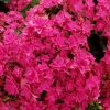 Kerti hortenzia - Hydrangea macrophylla "Francy Hot Pink" -Cs12