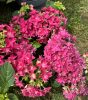 Kerti hortenzia - Hydrangea macrophylla "Francy Hot Pink" -Cs12