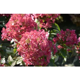 Bugás Hortenzia  - Hydrangea Paniculata  "Petite Bell" K3