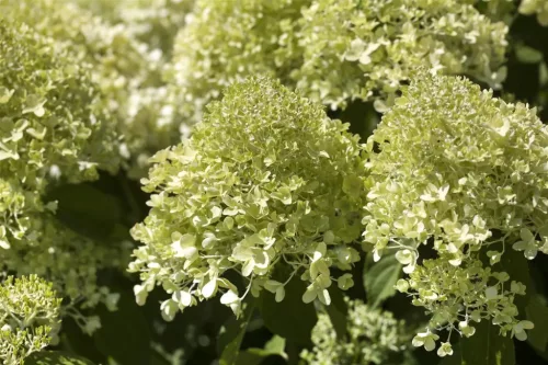 Bugás Hortenzia  - Hydrangea Paniculata  "Petite Bell" K3