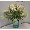 Bugás Hortenzia  - Hydrangea Paniculata  "Petite Bell" K3