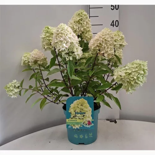 Bugás Hortenzia  - Hydrangea Paniculata  "Petite Bell" K3