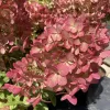 Bugás Hortenzia  - Hydrangea Paniculata  "Petite Bell" K3