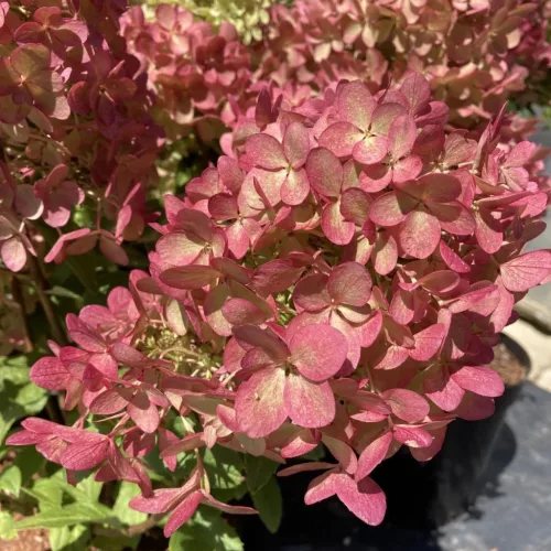 Bugás Hortenzia  - Hydrangea Paniculata  "Petite Bell" K3