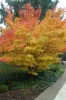 Sárga törzsű Japán juhar - Acer palmatum ''Bi Hoo" K3