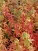 Sárga törzsű Japán juhar - Acer palmatum ''Bi Hoo" K3