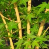 Sárga törzsű Japán juhar - Acer palmatum ''Bi Hoo" K3