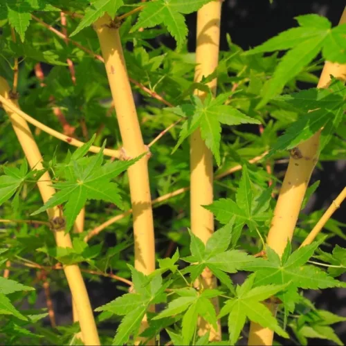 Sárga törzsű Japán juhar - Acer palmatum ''Bi Hoo" K3