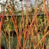 Sárga törzsű Japán juhar - Acer palmatum ''Bi Hoo" K3