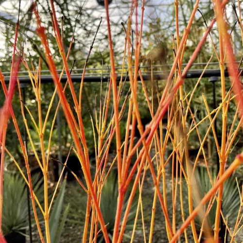 Sárga törzsű Japán juhar - Acer palmatum ''Bi Hoo" K3