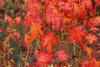Sárga törzsű Japán juhar - Acer palmatum ''Bi Hoo" K3