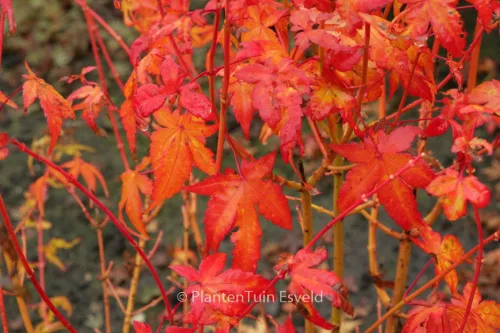 Sárga törzsű Japán juhar - Acer palmatum ''Bi Hoo" K3