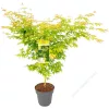 Sárga törzsű Japán juhar - Acer palmatum ''Bi Hoo" K3