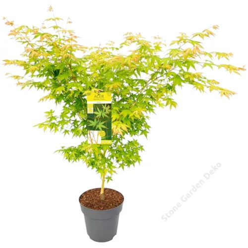 Sárga törzsű Japán juhar - Acer palmatum ''Bi Hoo" K3