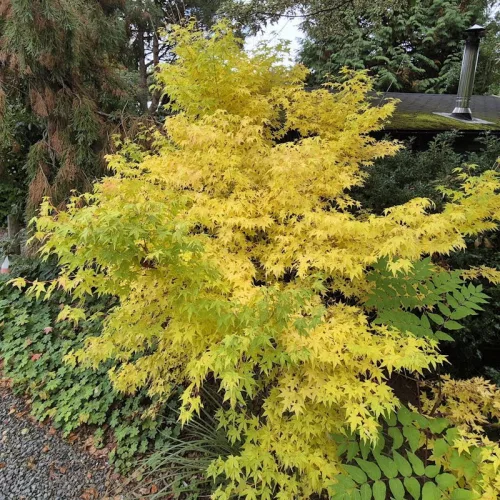 Sárga törzsű Japán juhar - Acer palmatum ''Bi Hoo" K3