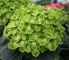 Kerti hortenzia - Hydrangea macrophylla "Green Cloud" - Cs12