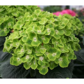   Kerti hortenzia - Hydrangea macrophylla "Green Cloud" - Cs12