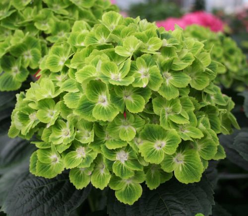 Kerti hortenzia - Hydrangea macrophylla "Green Cloud" - Cs12