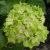 Kerti hortenzia - Hydrangea macrophylla "Green Cloud" - Cs12