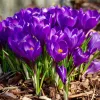 Krókusz - Crocus vernus "Flower Record’ Cs9
