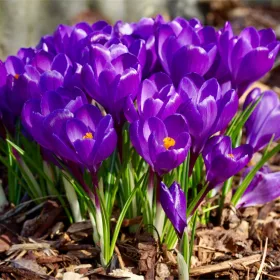 Krókusz - Crocus vernus "Flower Record’ Cs9