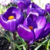 Krókusz - Crocus vernus "Flower Record’ Cs9