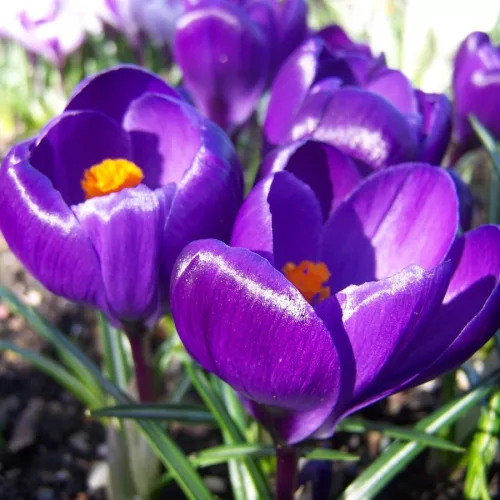 Krókusz - Crocus vernus "Flower Record’ Cs9
