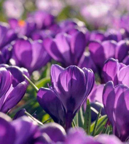 Krókusz - Crocus vernus "Flower Record’ Cs9