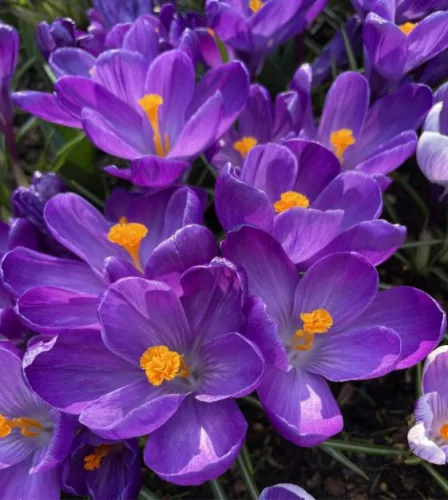 Krókusz - Crocus vernus "Flower Record’ Cs9
