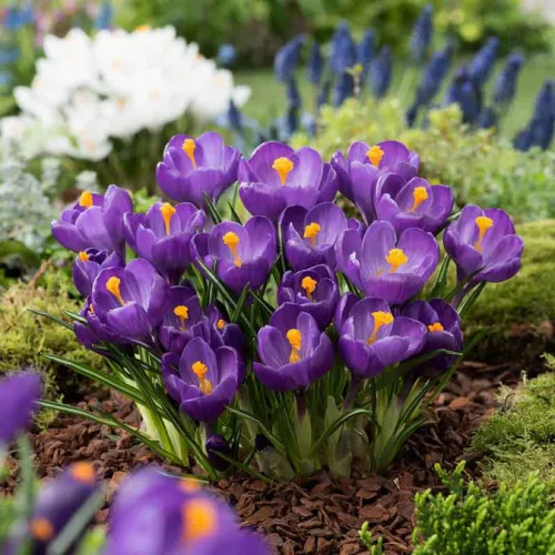 Krókusz - Crocus vernus "Flower Record’ Cs9