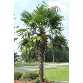 Kínai kenderpálma - Trachycarpus Fortunei