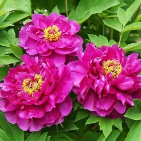   Fás szárú Bazsarózsa - Paeonia suffruticosa "Luo Yang Hong"