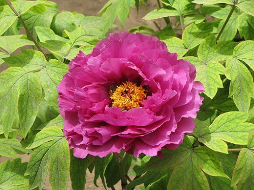 Fás szárú Bazsarózsa - Paeonia suffruticosa "Luo Yang Hong"