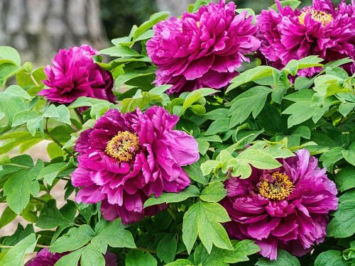 Fás szárú Bazsarózsa - Paeonia suffruticosa "Luo Yang Hong"