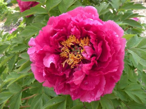 Fás szárú Bazsarózsa - Paeonia suffruticosa "Luo Yang Hong"